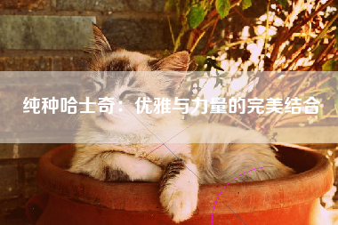 纯种哈士奇：优雅与力量的完美结合