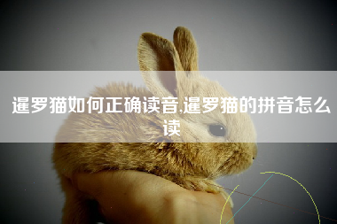 暹罗猫如何正确读音,暹罗猫的拼音怎么读