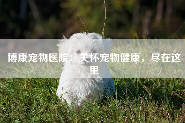 博康宠物医院：关怀宠物健康，尽在这里