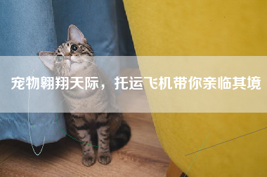 宠物翱翔天际，托运飞机带你亲临其境