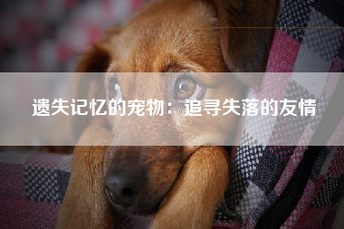 遗失记忆的宠物：追寻失落的友情