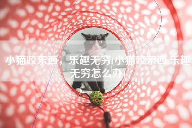 小猫咬东西，乐趣无穷(小猫咬东西,乐趣无穷怎么办)