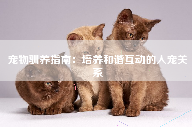 宠物驯养指南：培养和谐互动的人宠关系