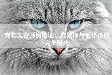 宠物美容师资格证：成就你与毛小孩的完美时光