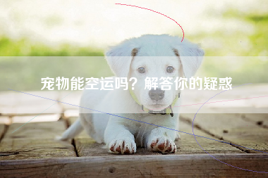 宠物能空运吗？解答你的疑惑