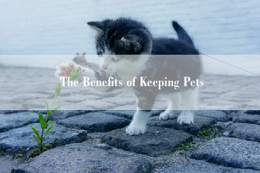 The Benefits of Keeping Pets