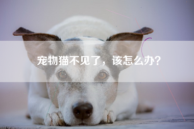 宠物猫不见了，该怎么办？