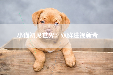 小猫初见世界：双眸注视新奇