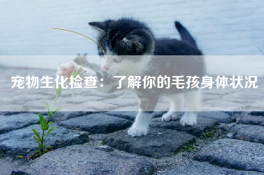 宠物生化检查：了解你的毛孩身体状况