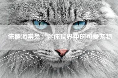 侏儒海棠兔：迷你世界中的可爱宠物