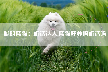 聪明蓝猫：听话达人,蓝猫好养吗听话吗