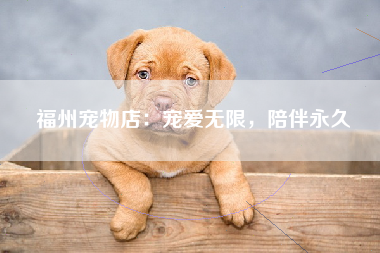 福州宠物店：宠爱无限，陪伴永久