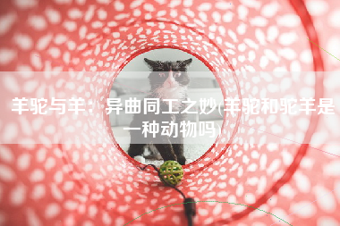 羊驼与羊：异曲同工之妙(羊驼和驼羊是一种动物吗)