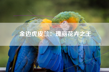 金边虎皮兰：瑰丽花卉之王