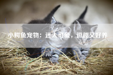 小鳄鱼宠物：迷人可爱，逗趣又好养