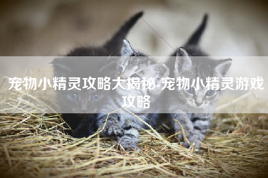 宠物小精灵攻略大揭秘-宠物小精灵游戏攻略
