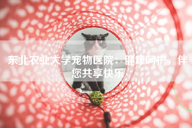 东北农业大学宠物医院：健康呵护，伴您共享快乐