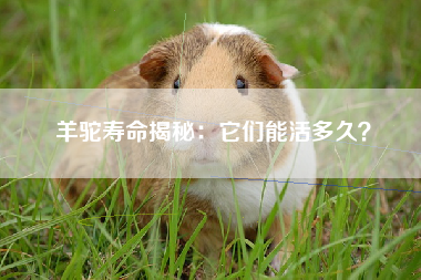 羊驼寿命揭秘：它们能活多久？