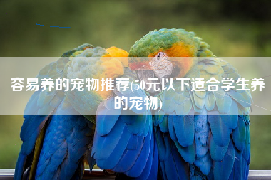 容易养的宠物推荐(50元以下适合学生养的宠物)