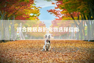 适合独居者的宠物选择指南