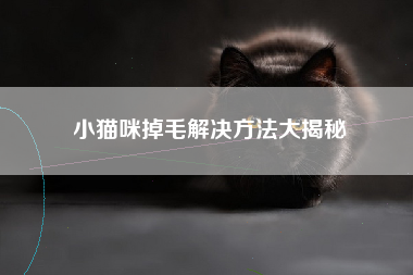 小猫咪掉毛解决方法大揭秘