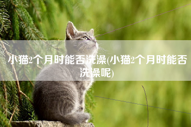 小猫2个月时能否洗澡(小猫2个月时能否洗澡呢)