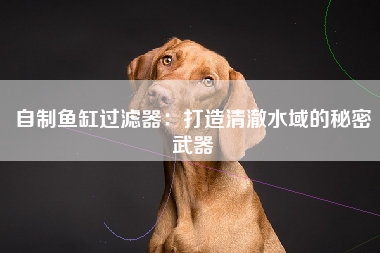 自制鱼缸过滤器：打造清澈水域的秘密武器