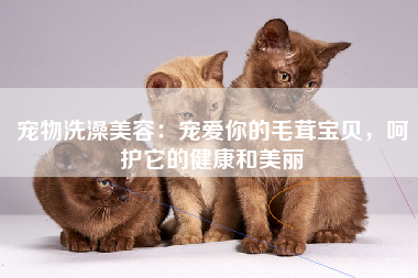 宠物洗澡美容：宠爱你的毛茸宝贝，呵护它的健康和美丽