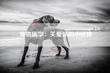 宠物医学：关爱你的小伙伴