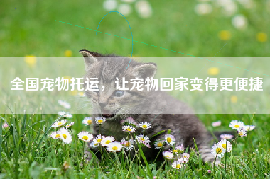 全国宠物托运，让宠物回家变得更便捷