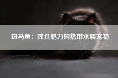 斑马鱼：独具魅力的热带水族宠物