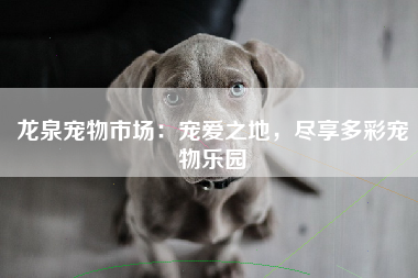 龙泉宠物市场：宠爱之地，尽享多彩宠物乐园