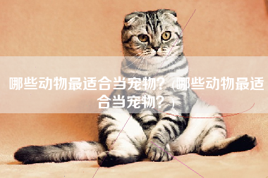 哪些动物最适合当宠物？(哪些动物最适合当宠物？)
