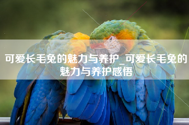 可爱长毛兔的魅力与养护_可爱长毛兔的魅力与养护感悟