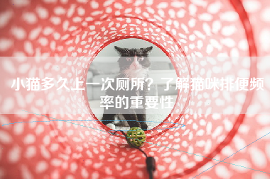 小猫多久上一次厕所？了解猫咪排便频率的重要性