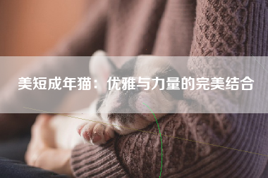 美短成年猫：优雅与力量的完美结合