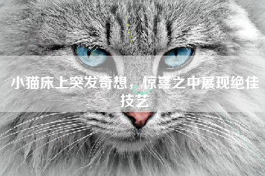 小猫床上突发奇想，惊喜之中展现绝佳技艺