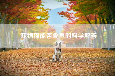 宠物猫能否食鱼的科学解答