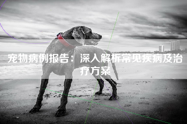 宠物病例报告：深入解析常见疾病及治疗方案