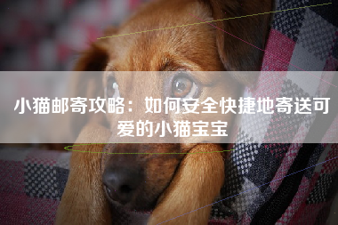 小猫邮寄攻略：如何安全快捷地寄送可爱的小猫宝宝