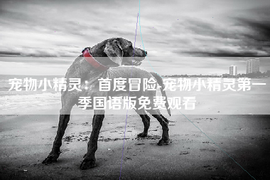 宠物小精灵：首度冒险-宠物小精灵第一季国语版免费观看