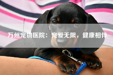 万州宠物医院：宠爱无限，健康相伴