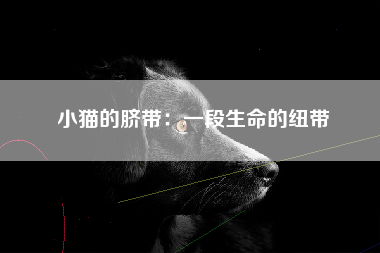 小猫的脐带：一段生命的纽带