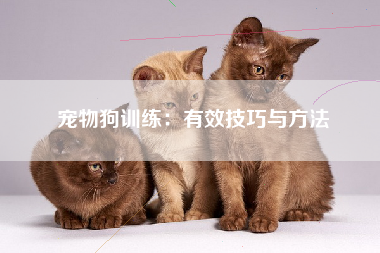 宠物狗训练：有效技巧与方法