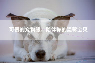 可爱的宠物熊，陪伴你的温馨宝贝