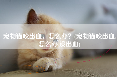 宠物猫咬出血，怎么办？(宠物猫咬出血,怎么办,没出血)