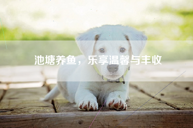 池塘养鱼，乐享温馨与丰收