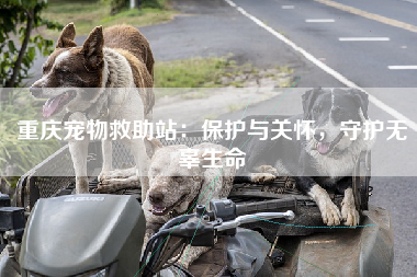 重庆宠物救助站：保护与关怀，守护无辜生命