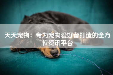 天天宠物：专为宠物爱好者打造的全方位资讯平台