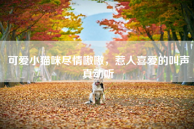 可爱小猫咪尽情嗷嗷，惹人喜爱的叫声真动听